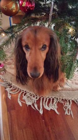 Weso�ych �wi�t i smakowitych k�sk�w 